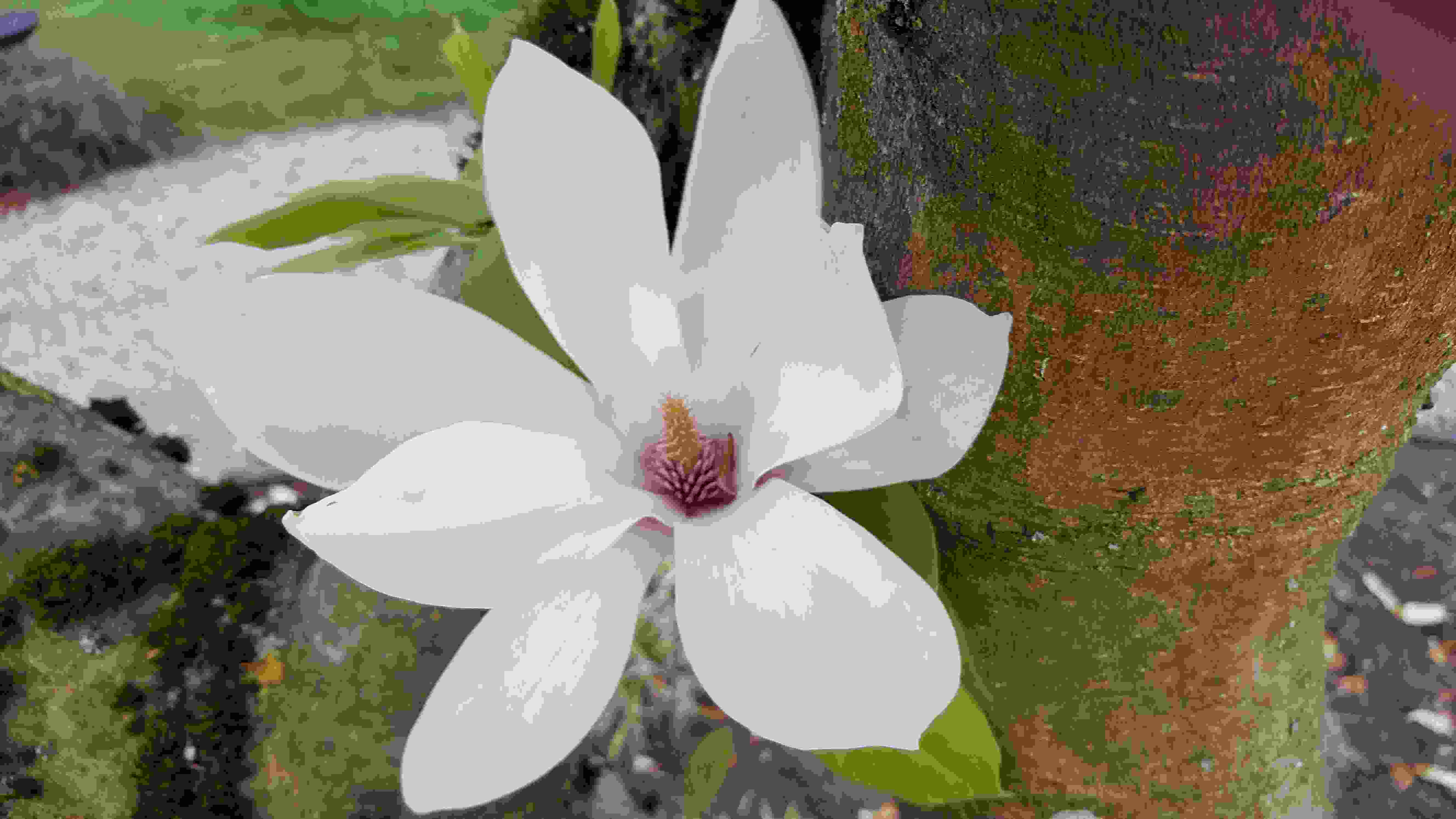 fleur magnolia20190420_200527.jpg